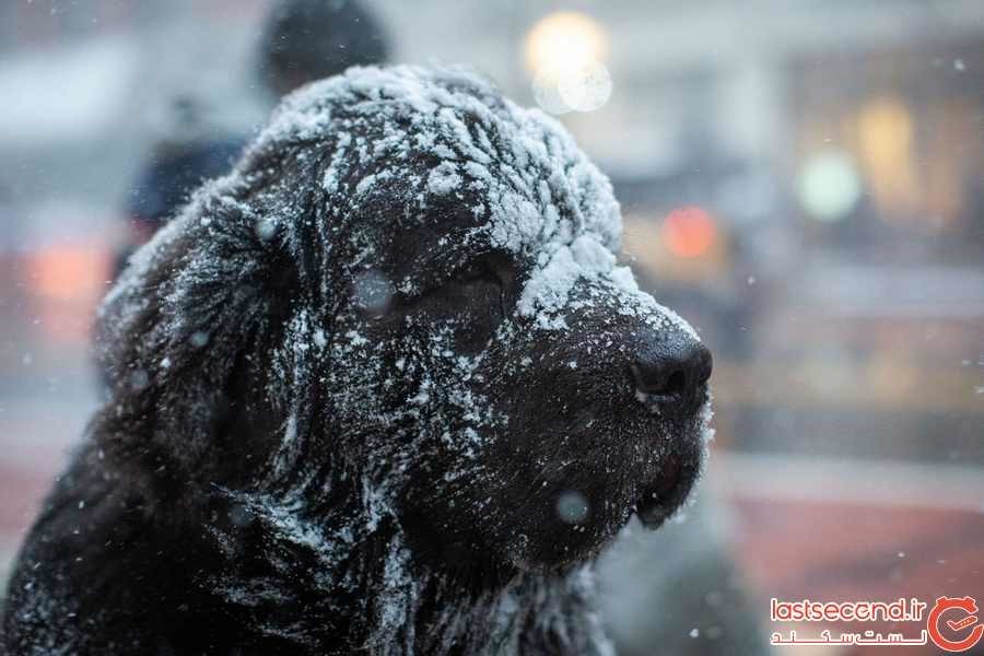 عکس/ سگی در جزیره نیوفاوندلند (منهتن)