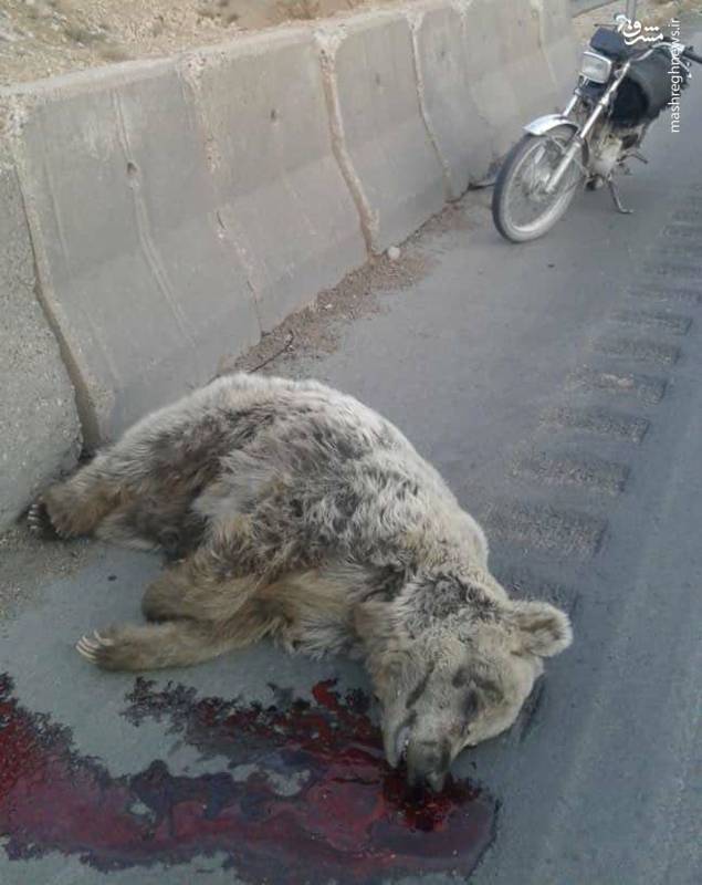 عکس/ تصادف مرگبار خرس قهوه‌ای در جاده مرودشت