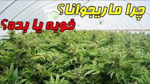 در حوزه مبازره با مواد مخدر ضعف در قانون نیست مشکل در اجراست در حوزه مبازره با مواد مخدر ضعف در قانون نیست مشکل در اجراست