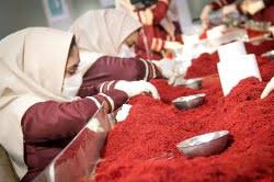 تمایل سرمایه‌گذاران افغانستان برای صادرات زعفران با برند و بسته‌بندی ایرانی