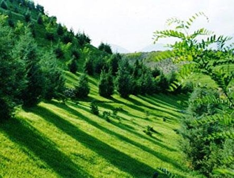 زیرساخت‌های پارک جنگلی 