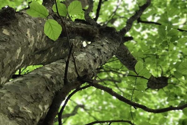 درختی که «آهن» صدایش می‌کنند