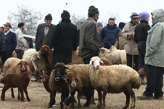 صدور گواهی حمل بهداشتی برای حل معضل تراکم دام در زنجان