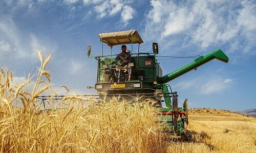 رشد ۶ درصدی سطح زیر کشت گندم در استان قزوین