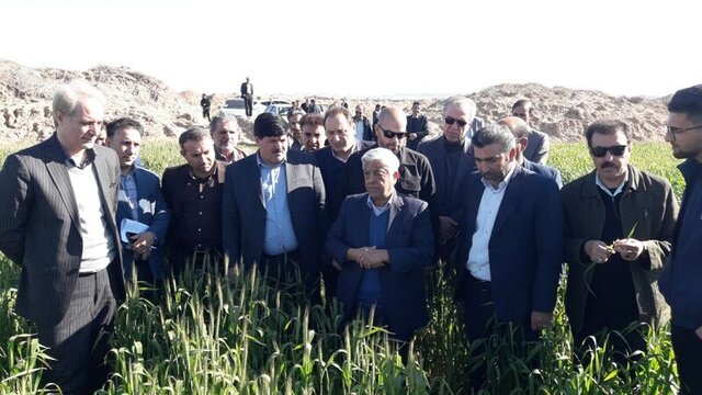 تاکید سرپرست وزارت جهاد کشاورزی بر لزوم ایجاد کارخانه روغن کشی کلزا در ایلام