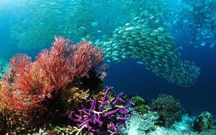 دشواری‌های خلیج‌فارس با اسیدی‌شدن و افزایش دما/‌ پیش‌بینی مرگ مرجان‌ها تا پایان قرن حاضر