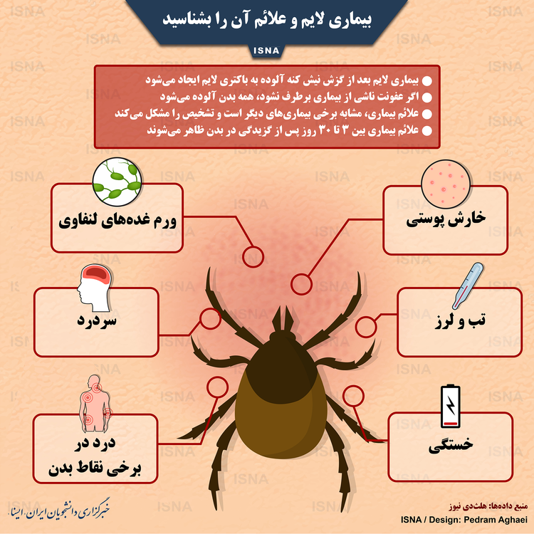 اینفوگرافیک/ بیماری لایم و علائم آن را بشناسید