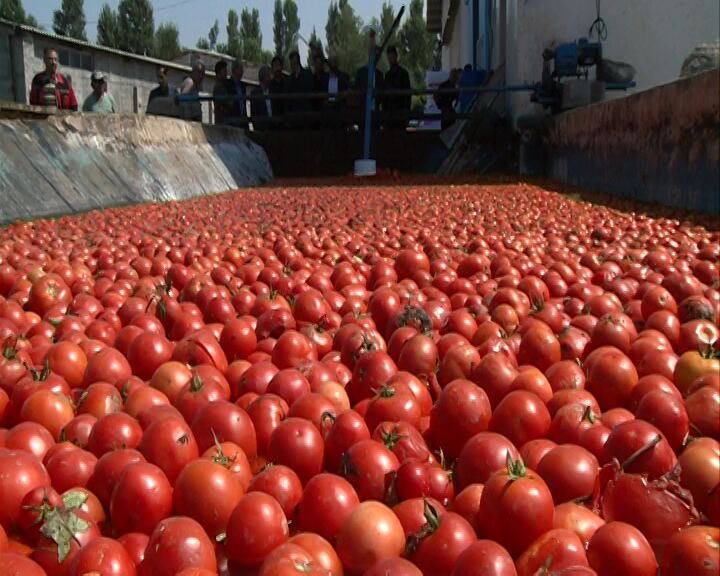 خرید حمایتی گوجه‌فرنگی در مشگین‌شهر