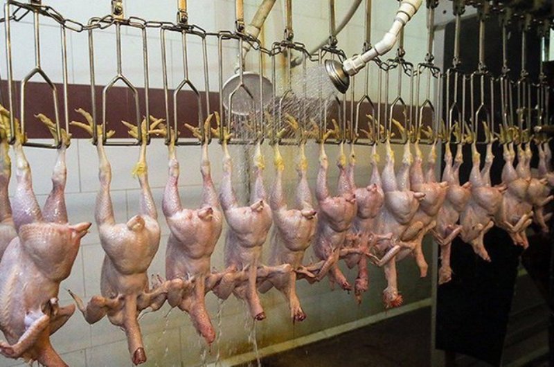 ماندگاری مرغ‌های کشتارشده البرز زیاد می‌شود