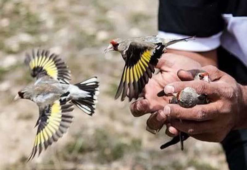 دستگیری صیاد سهره طلایی در اردبیل