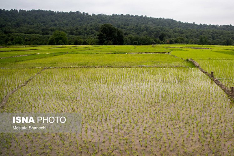 درآمد اقتصادی ۱۰۰۰ میلیاردی با رفع محدودیت کشت برنج