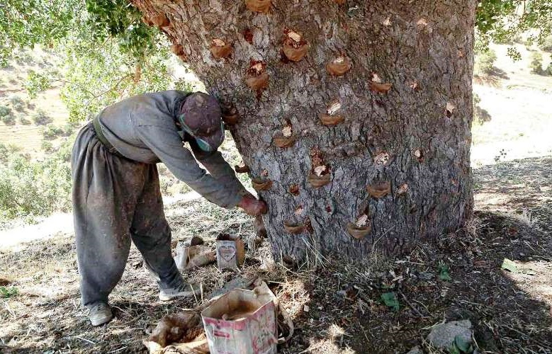 برداشت ۲۵ تن سقز از جنگل‌های ملکشاهی