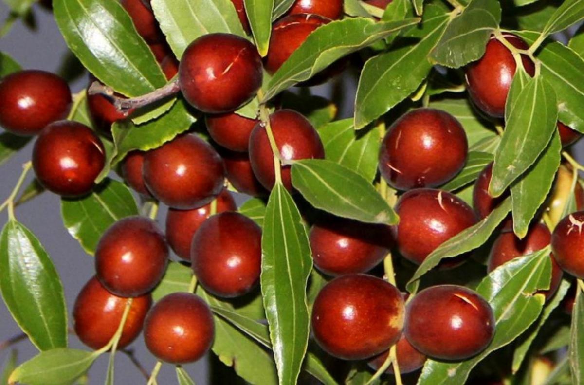 شورای ملی عناب تشکیل شود