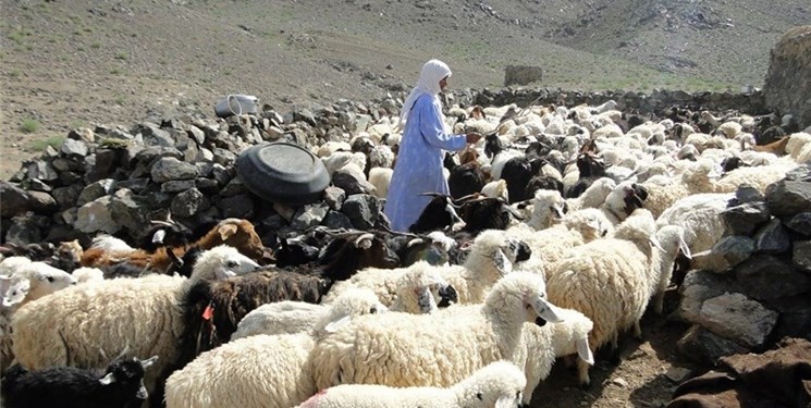 گله‌های پُر و پیمان عشایر در استان سمنان/ پنل‌های خورشیدی روشنی‌بخش ۳۵۰ سیاه‌چادر