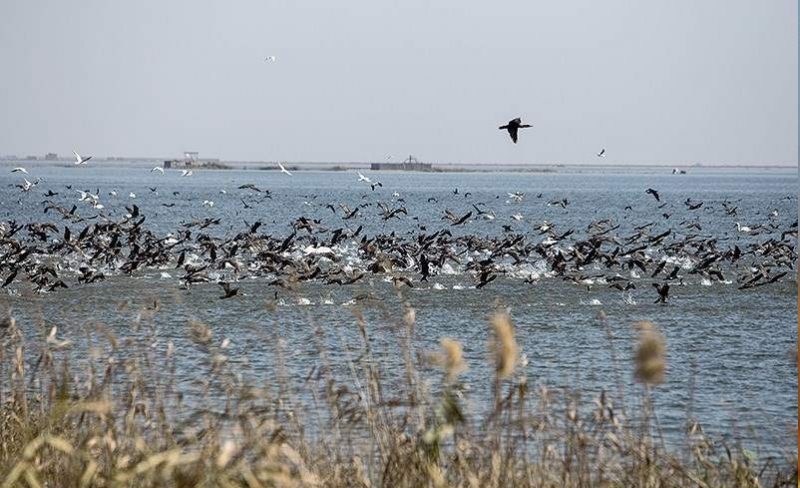 هزاران پرنده مهاجر در تالاب‌های گیلان فرود آمدند