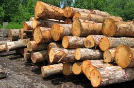کشف ۱۲ تن چوب جنگلی قاچاق در آستانه‌اشرفیه