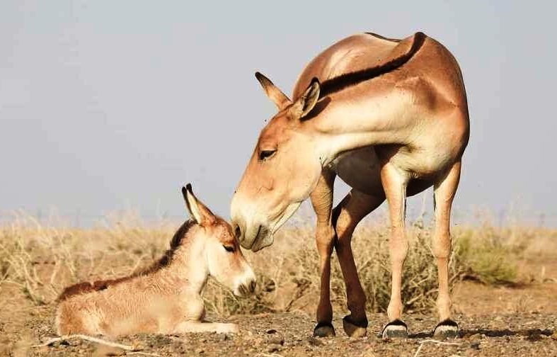 پارک ملی گرمسار شبه جزیرهای تماشایی با نمایشگاه طبیعی حیات وحش