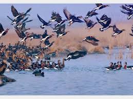 مهاجرت زودهنگام پرندگان سرزمین‌های سردسیر به خوزستان