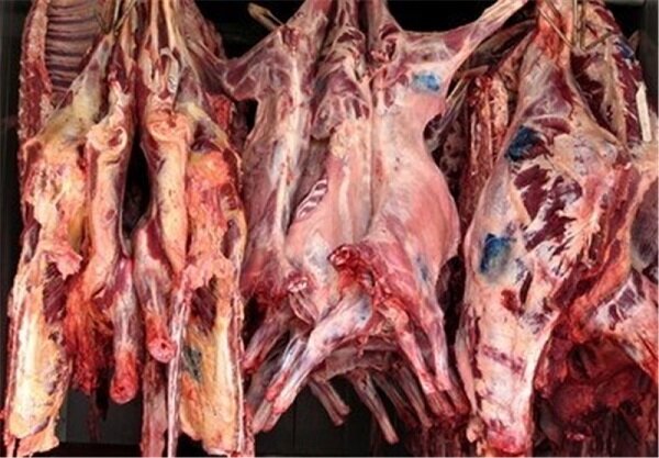 سالانه ۸۳۰۰ تن گوشت قرمز توسط عشایر ایلام تولید می‌شود