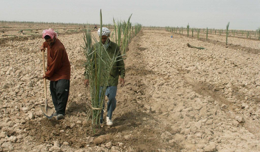 نخلهای خرما در مهران جایگزین درختان اکالیپتوس میشوند