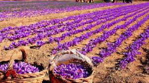 برداشت زعفران روستای وامنان استان گلستان