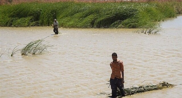 آغاز تلاشی جهانی برای احیای تالاب هامون