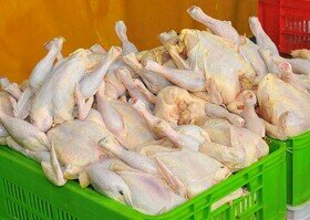 ۵۰ درصد مرغ‌ها روی دست مرغداران ماند