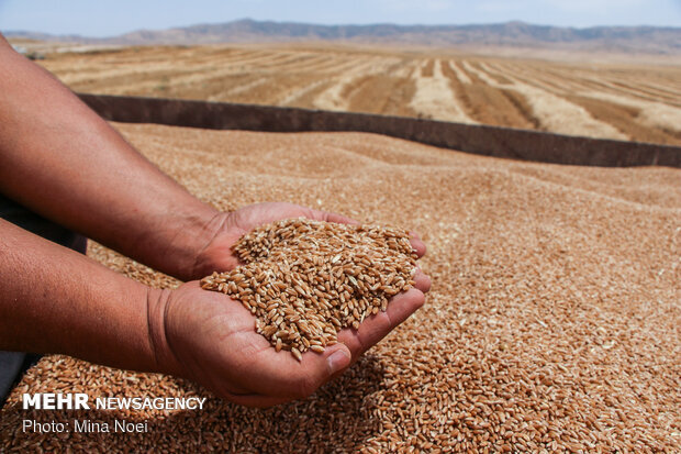 کردستان موظف به خرید ۹۸۹ هزار تن گندم به صورت تضمینی شد