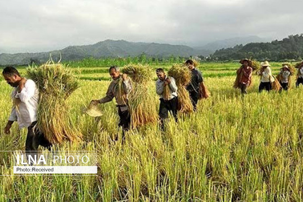 ایجاد بیش از ۳ هزار شغل جدید در بخش کشاورزی قزوین