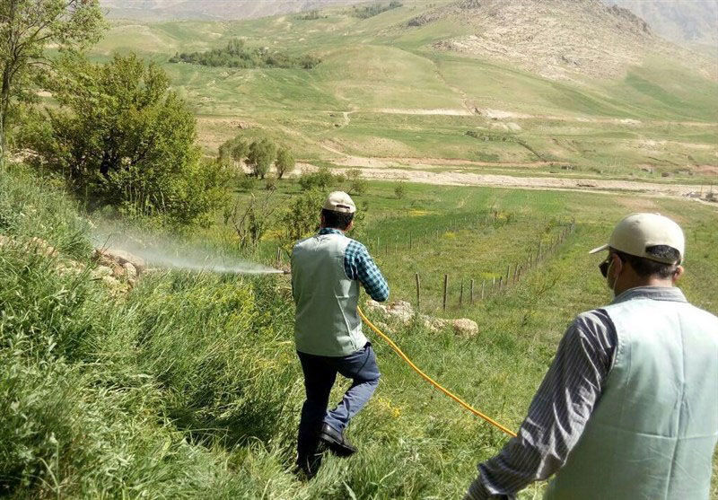 مرحله دوم مبارزه علیه پورههای ملخ در استان بوشهر آغاز شد