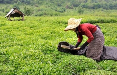 برداشت برگ سبز چای از اول اردیبهشت آغاز میشود