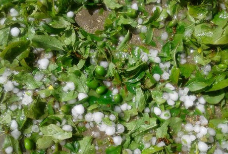 خسارت تگرگ به باغات و سردرختیهای همدان