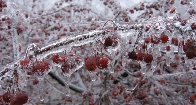 کشاورزان آمادگی خود را برای مقابله با سرمازدگی حفظ کنند