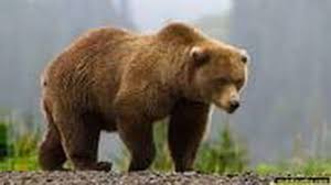 حمله خرس به چوپان ۲۷ ساله اردلی