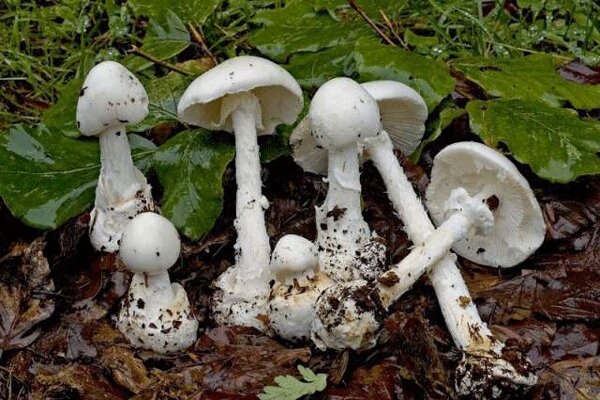 قارچ خودرو نخورید/ هشدار مسمومیت با مصرف قارچهای سمی