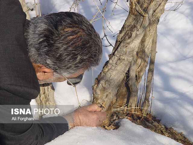 خسارت ۳۸ میلیاردی سرمای بهاره به کشاورزی ساوه/ حال انارستان‌ها خوب است