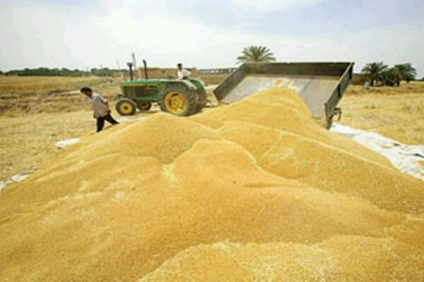خرید تضمینی گندم در لرستان از خردادماه آغاز می‌شود