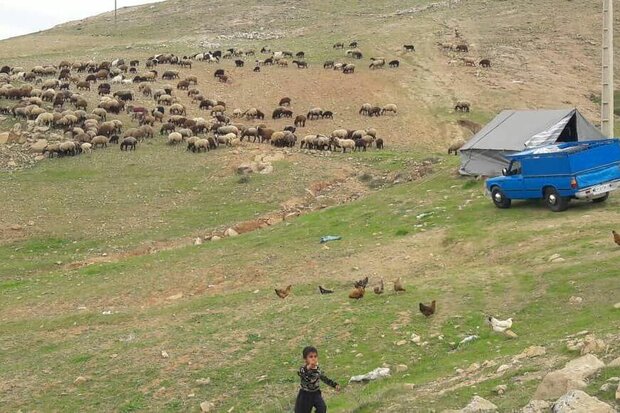 ناتوانی مدیران لرستان در مدیریت کوچ/ زادآوری طبیعت در نطفه خفه شد