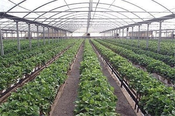 ۱۳ هزار تن محصول گلخانه‌ای در خراسان‌جنوبی تولید شد