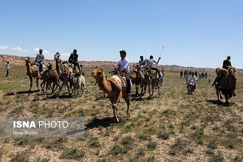 عشایر در حال ورود به مراتع ییلاقی استان همدان هستند