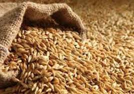 خرید ۲۰۰۰ تن گندم بذری در سیستان و بلوچستان