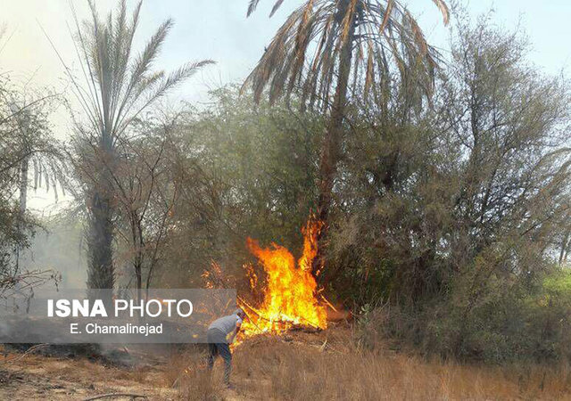 آتش‌سوزی ۴۰۰ اصله نخل در شادگان