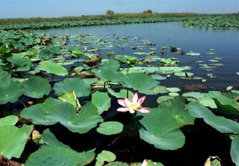 بحران در تالابهای ایران؛ مرثیهای برای عروس تالابهای جهان بحران در تالابهای ایران؛ مرثیهای برای عروس تالابهای جهان