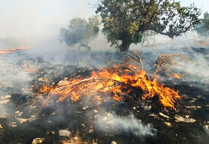 آتش؛ خواب زمستانی جنگل‌های هیرکانی را برآشفت