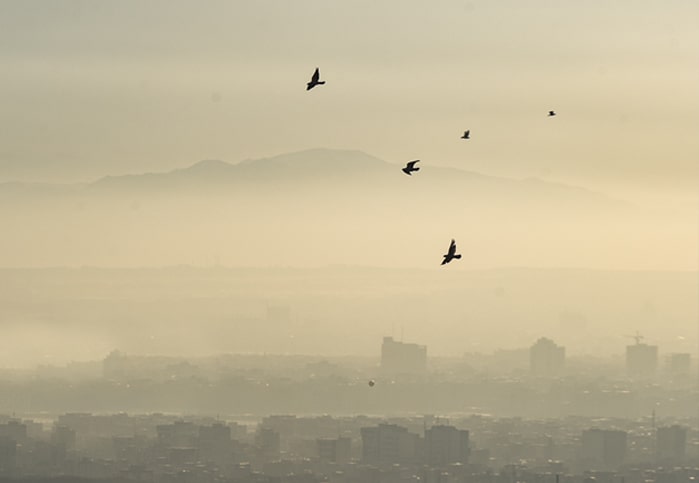 پرنده‌های تهران عادت دارن به بحران؛ پرواز کمرنگ پرندگان در هوای آلوده