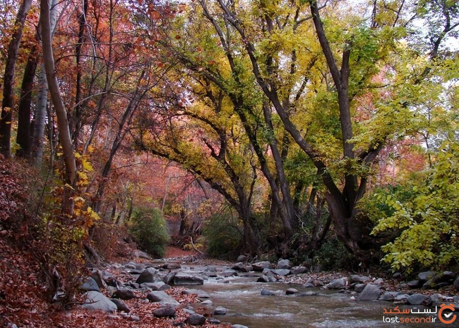 سفر به سرزمین آلوچه ایران، جایی که بهشت در دستان شما خواهد بود! +تصاویر