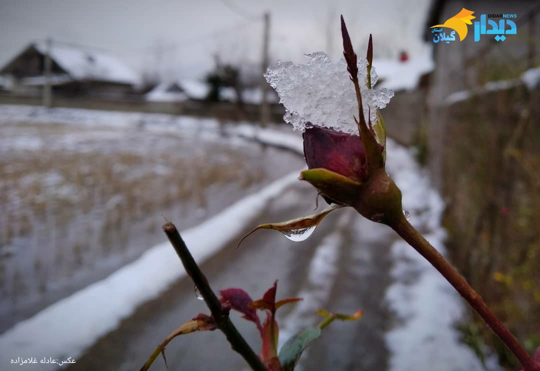 عکس هایی زیبا از روز برفی شرق گیلان