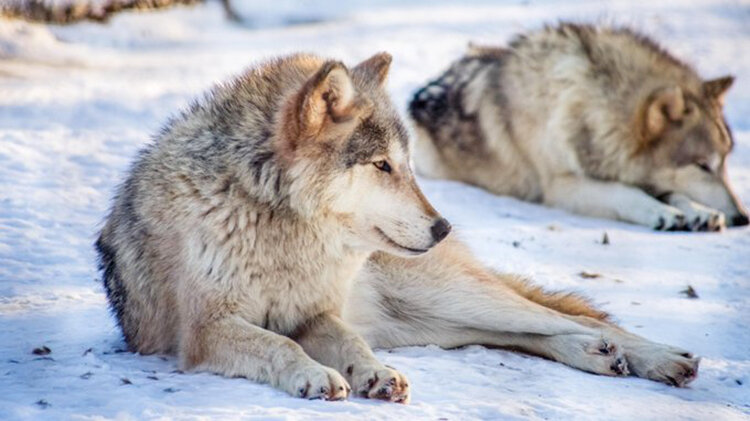 کشتار ۲۰۰ گرگ در کمتر از ۶۰ ساعت | شکارچیان در ویسکانسین آمریکا رکورد زدند
