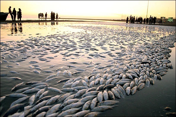 مرگ هزاران ماهی این بار در عسلویه/ بی‌توجهی محیط زیست به تلف شدن آبزیان خلیج فارس