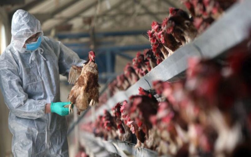 نواخته‌شدن زنگ خطر آنفلوانزای پرندگان در آذربایجان‌شرقی